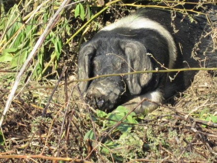 Vorschaubild 35 vom Album Sonnenschweine auf Labonca